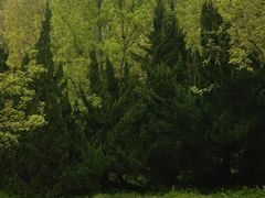 -上海共青森林公园