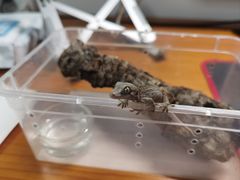 -酷以爬仙阁实体爬宠店·守宫·蜥蜴·专业繁育