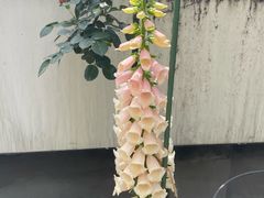 -龙湖重庆时代天街