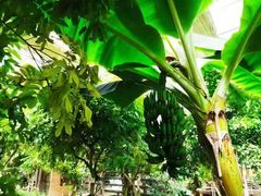 -呀路古热带植物园