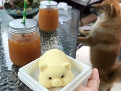 -柴犬高等学院·狗咖·柴犬售卖·宠物训练