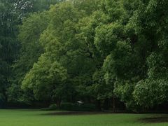 -上海共青森林公园