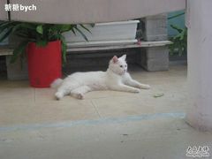 -Babycat私家御饼屋(龙头路一店)