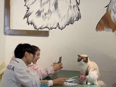 -喵喵咪呀布偶猫咖(春熙路店)