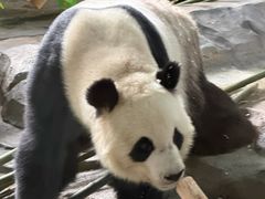 -泉州海丝野生动物世界