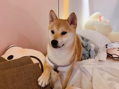 -浣熊柯尔鸭土拨鼠·电玩咖