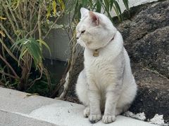 -黄山翡翠谷景区