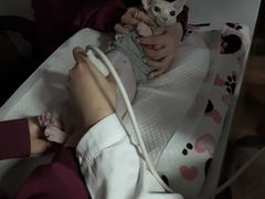 -瑞派·关忠动物医院·异宠专科·犬猫肿瘤·皮肤专科(望京店)