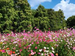 -上海共青森林公园