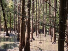 -桤木河湿地公园