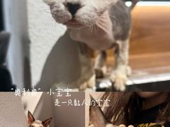 -琪喵猫屋·撸猫猫咖·猫舍