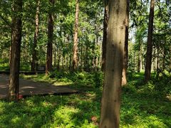 -黄海国家森林公园