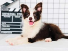 -翊宠yipet猫狗购宠庄园犬舍•猫舍