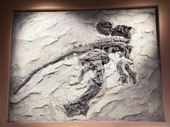 -辽宁古生物博物馆