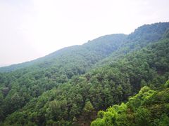 -铁山坪森林公园