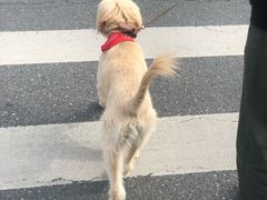 -瑞派宠物医院·24h·骨外科·皮肤科·全科宠物医疗转诊中心(沈阳浑南院)