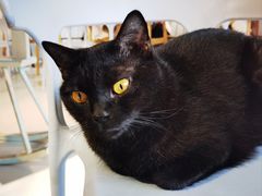 -豆逗聊愈猫阁Easy Life