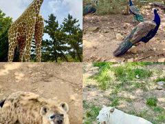 -西霞口神雕山野生动物世界