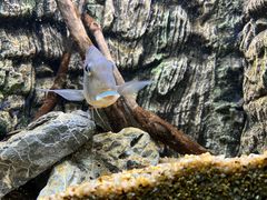 -上海海洋水族馆