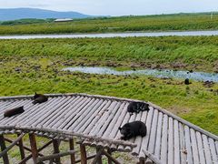 -黑瞎子岛探秘野熊园