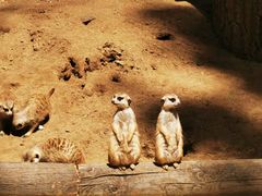 -北京野生动物园