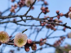 -梅花山(明孝陵内)