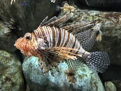 -新加坡海洋生态馆