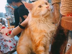 -more than meow吴止猫主题餐厅(承德 中船汇店)