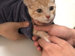 -伟伟宠物医院·瑞派猫友好医院·猫科(光谷店)