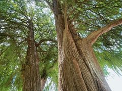 -南宁良凤江国家森林公园