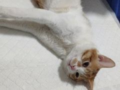 -灵美宠物诊所
