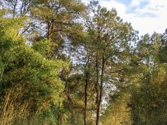 -铁山坪森林公园