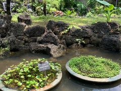 -深圳仙湖植物园