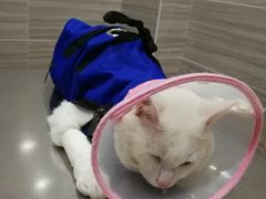 -瑞派名望志远动物医院·猫科·內科·异宠专科(直港大道店)