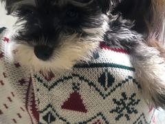 -翊宠yipet猫狗购宠庄园犬舍•猫舍