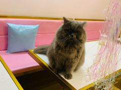 -Sweet cat·星愿猫咖(国贸大厦店)