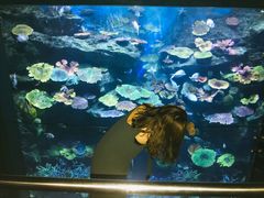 -暹罗海洋世界