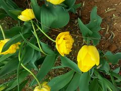 android_upload_pic-洛阳郁金香牡丹园