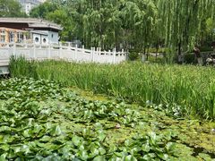 -莲湖公园