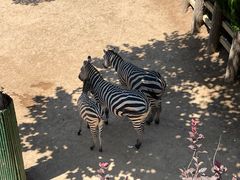 -西霞口神雕山野生动物世界