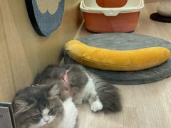 -momokira米努特·德文卷毛猫·棉花面纱犬