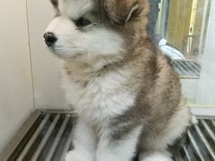 -观音桥步行街