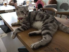 -平行世界·猫咖(首经贸店)