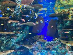 -上海海洋水族馆