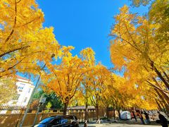 -三里屯东五街银杏大道