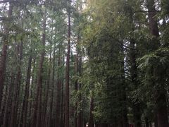 -日照海滨国家森林公园