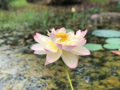 -上海鲜花港