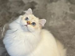 -天宠宠物医院24小时·急重症诊疗中心·全科·腔镜特色(和平分院)