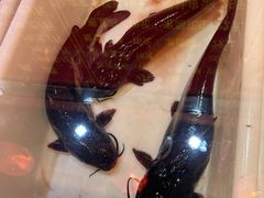 -小火炕铁锅炖鱼