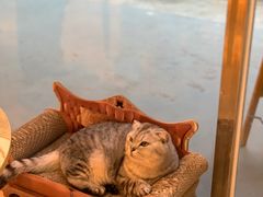 -猫咪派对(江南西店)